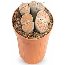 Serada Decor Plant Taş Kaktüs Sukulent (5-10 Cm) 1 Adet Saksılı Dekoratif Bitki