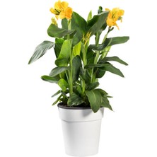 Serada Decor Plant Kana Tesbih Çiçeği Sarı(30 50 Cm)1 Adet Saksılı Dış Mekan Bitkisi