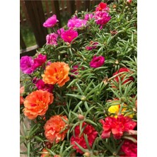 Serada Decor Plant Mini Kedi Tırnağı (Ipek) Çiçeği 3 Adet Karışık Renkli Dış Mekan Bitkisi
