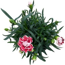 Betonish Dianthus Chinensis 'sam'