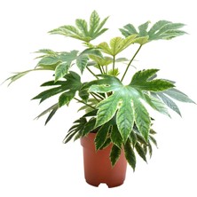 Betonish Fatsia Japonica 'variegata'