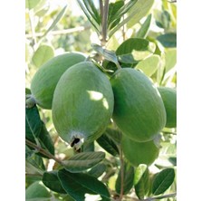 Ozozturk Ağaç Bamyası (Araujia Sericifera) Fidesi 90-140 cm