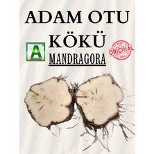 Adam Otu Adamotu Kökü