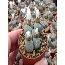 Serada Decor Plant Taş Kaktüs Sukulent (5-10 Cm) 1 Adet Saksılı Dekoratif Bitki