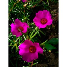 Serada Decor Plant Kedi Tırnağı Çiçeği Pembe Renkli (5-10 Cm) 1 Adet Saksılı Dış Mekan Bitkisi