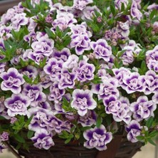 Bilgarden Calita Katmerli Double Blue Bicolor Milyonlar Çanı Calibrochoa Çiçeği Fidesi (1 Adet)