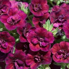 Bilgarden Calita Katmerli Double Red Wine Milyonlar Çanı Calibrochoa Çiçeği Fidesi (1 Adet)