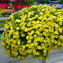 Bilgarden Calita Katmerli Double Sun Milyonlar Çanı Calibrochoa Çiçeği Fidesi (1 Adet)