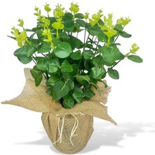 Nettenevime Yapay Çiçek Keten Saksıda Okaliptus Yeşil 12DAL 40CM Salon Çiçeği Yapay Bitki