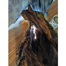 Mu Art N Craft Old Root Aydınlatmalı Elyapımı Evde Koru