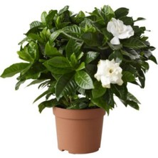 e-fidancim Yoğun Kokulu Gardenya Beyaz Çiçekli Gardenya Fidesi Paper Potta (1 Adet)