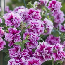 Bilgarden Tumbelina Helena Kokulu Katmerli Sarkıcı Superstar Petunya Çiçeği Fidesi (1 Adet)