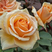 e-fidancim Tüplü  Yediveren Valencia Yoğun Kokulu Gül Fidanı