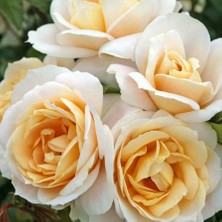 e-fidancim Tüplü Koleksiyonluk Lions Rose Kokulu Yediveren Gül Fidanı