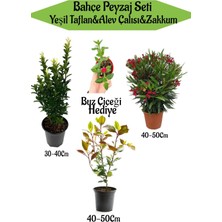 Serada Decor Plant Bahçe Peyzaj Seti 1 Adet Yeşil Taflan+1 Adet Alev Çalısı+1 Adet Kırmızı Zakkum+Hediye Buz Çiçeği