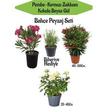 Serada Decor Plant Bahçe Seti 1 Adet Kırmızı 1 Adet Pembe Zakkum+ 1 Adet Beyaz Gül + Hediye Biberiye