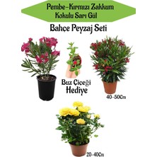 Serada Decor Plant Bahçe Seti 2 Adet Limoni Servi Fidanı+ 1 Adet Sarı Gül Fidanı+Hediye Buz Çiçeği