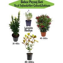 Serada Decor Plant Bahçe Seti 1 Adet Yeşil Taflan+1 Adet Alev Çalısı+ 1 Adet Kırmızı Zakkum+ Hediye Lavanta