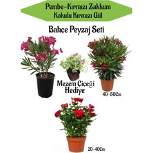 Serada Decor Plant Bahçe Seti 1 Adet Pembe 1 Adet Kırmızı Zakkum+ Kırmızı Gül + Hediye Mezem Çiçeği