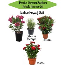 Serada Decor Plant Bahçe Peyzaj Seti 1 Adet Kırmızı 1 Adet Pembe Zakkum+Kırmızı Gül Fidanı+Hediye Biberiye