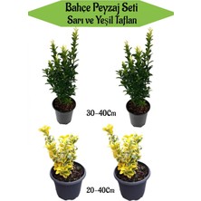Serada Decor Plant Bahçe Peyzaj Seti 2 Adet Yeşil+2 Adet Sarı Taflan Fidanı