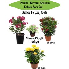 Serada Decor Plant Peyzaj Seti 1 Adet Pembe 1 Adet Kırmızı Zakkum+1 Adet Sarı Gül+Hediye Mezem Çiçeği