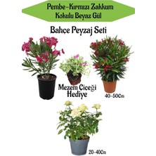 Serada Decor Plant Peyzaj Seti 1 Adet Pembe 1 Adet Kırmızı Zakkum+1 Adet Beyaz Gül+Hediye Mezem Çiçeği