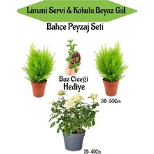 Serada Decor Plant Bahçe Seti 2 Adet Limoni Servi Fidanı+ Beyaz Gül Fidanı+ Hediye Buz Çiçeği