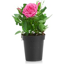 Serada Decor Plant Bahçe Peyzaj Seti 1 Adet Pemebe 1 Adet Kırmızı Zakkum+1 Adet Pembe Gül Fidanı+ Hediye Biberiye