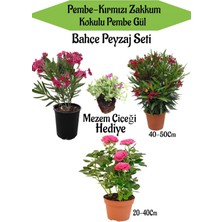 Serada Decor Plant Bhaçe Seti 1 Adet Pembe 1 Kırmzı Zakkum+ Pembe Gül Fidanı+ Hediye Mezem