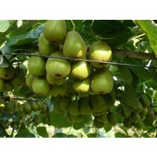 Kivi Fidanı Yeşil Kaşık Mini Kivi Actinidia arguta Kokuwa
