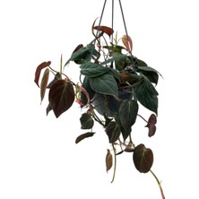 Betonish Philodendron Micans