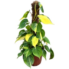 Betonish Philodendron Cordatum 'brasil'