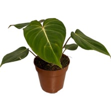 Betonish Philodendron Gloriosum