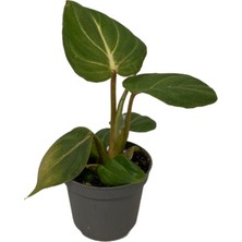 Betonish Philodendron Gloriosum