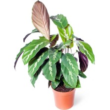 Bi Kaktüs Dünyası Calathea Louisae - Dua Çiçeği Kaladya - Ev Ofis Salon Iç Mekan Bitkisi - 40 cm