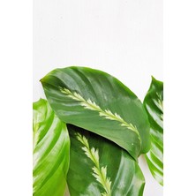 Bi Kaktüs Dünyası Calathea Louisae - Dua Çiçeği Kaladya - Ev Ofis Salon Iç Mekan Bitkisi - 40 cm