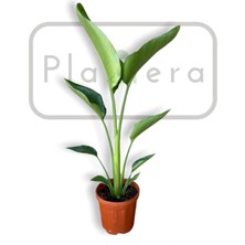 Bi Kaktüs Dünyası Starliçe - Strelitzia Nicolai - 80-100 cm - Beyaz Cennet Kuşu Bitkisi