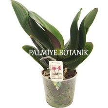 Bi Kaktüs Dünyası Çiçeksiz Orkide Fidesi (12 cm Saksıda)