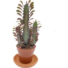 Bi Kaktüs Dünyası Euphorbia Trigona Rubra Saksıda 12.5 cm