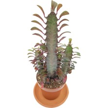 Bi Kaktüs Dünyası Euphorbia Trigona Rubra Saksıda 12.5 cm