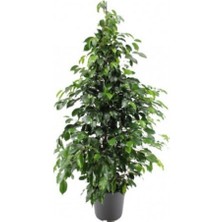 Bi Kaktüs Dünyası Benjamin Bitkisi 100 110 cm Ficus Benjamina Ofis Bitkisi Ev Bitkisi Salon Bitkisi