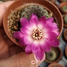 Bi Kaktüs Dünyası Sulcorebutia Rauschii Violet Mor Çiçek Açan Sukulent Kaktüs