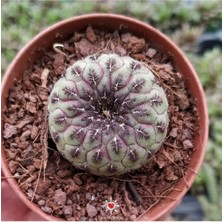 Bi Kaktüs Dünyası Sulcorebutia Rauschii Violet Mor Çiçek Açan Sukulent Kaktüs