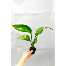 Bi Kaktüs Dünyası Strelitzia Nicolai 'starliçe' - Beyaz Cennet Kuşu Çiçeği - Ev Ofis Salon Iç Mekan Bitkisi - 35 cm