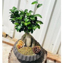 Bi Kaktüs Dünyası Bonsai