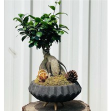 Bi Kaktüs Dünyası Bonsai