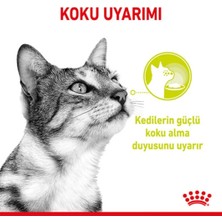 ROyuncakal Canin Sensory Smell In gravy Adult Kedi Konservesi 12X85 gr