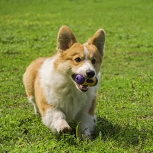 Zljnx Agresif Çiğneme Makineleri Için Köpek Çiğneme Oyuncağı, Iq Eğitimi ve Zihinsel Zenginleştirme Için Dayanıklı Köpek Besleyici Oyuncaklar (Renk Rastgele) (Yurt Dışından)