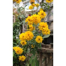 Morlalem Rudbeckia Laciniata Hortensia Çiçeği, Paşayı Attan Indiren Sarı Çiçek Fidanı, Mini Fide